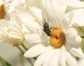 Bug on a white daisy Royalty Free Stock Photo