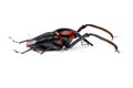 Bug, wildlife and beetle on a white background in studio for pest, zoology and natural ecosystem. Animal mockup, nature