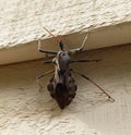 Bug on Wooden Siding