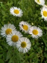 Bug's Life On Mini Daisy Flowers Royalty Free Stock Photo