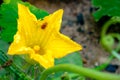 A Bug On Yellow Pumpkin Flower in garden