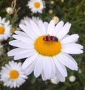 Bug on yellow white daisies Royalty Free Stock Photo