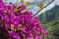 Bugambilia, Purple flowers Royalty Free Stock Photo