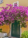 Bougainvillea thorny ornamental vines bushes, and trees with flower-like spring leaves near its flowers Royalty Free Stock Photo