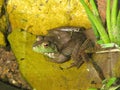 Bugged Eyed Bullfrog Royalty Free Stock Photo