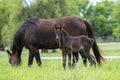 Buggy horse and colt Royalty Free Stock Photo