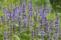 Bugle - Ajuga reptans Royalty Free Stock Photo