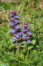 Bugle (Ajuga reptans)