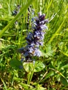 Bugle - Ajuga reptans