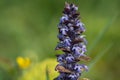 Bugle ajuga reptans Royalty Free Stock Photo