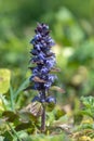 Bugle ajuga reptans