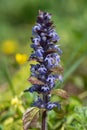Bugle ajuga reptans Royalty Free Stock Photo