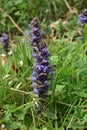 Bugle Ajuga reptans flowering spike