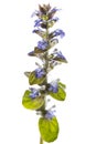 Bugle Ajuga reptans isolated on white background Royalty Free Stock Photo