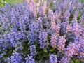 Bugle, blue bugle, bugleherb, bugleweed, carpetweed, carpet bugleweed