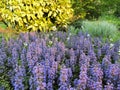 Bugle, blue bugle, bugleherb, bugleweed, carpetweed, carpet bugleweed