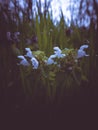 Bugle flower, ajuga reptans in blossom dark and moody effect, selective focus shallow depth of field