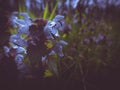 Bugle flower, ajuga reptans in blossom dark and moody effect, selective focus shallow depth of field