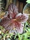 Bugle is native to Europe and invasive in parts of North America