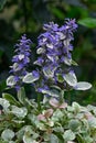 Blue bugle Ajuga reptans Burgundy Glow, with purple-blue flower spikes