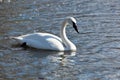 Bugler, Trumpeter, Swan, Cygnus buccinator Royalty Free Stock Photo