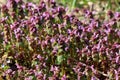 Bugleweed or Ajuga densely planted small herbaceous flowering plants with pink flowers and dark green leathery leaves growing in