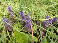 A Close Up Photograph of a Small Patch of Bugleweed Ajuga reptans