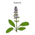 Bugleweed Ajuga reptans , or blue bugle, bugleherb, carpetweed