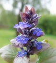 Bugleweed (Ajuga reptans)