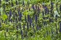 Bugleweed Ajuga reptans