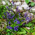 Bugleweed, Ajuga Reptans, wildflowers of Alps