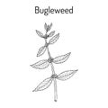 Bugleweed Lycopus europaeus , or gypsywort, water horehound - medicinal plant