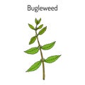 Bugleweed Lycopus europaeus , or gypsywort, water horehound - medicinal plant Royalty Free Stock Photo