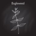 Bugleweed Lycopus europaeus , or gypsywort, water horehound - medicinal plant