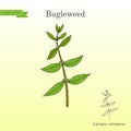 Bugleweed Lycopus europaeus , medicinal plant