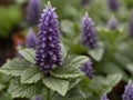 Bugleweed (Lycopus virginicus) in the garden