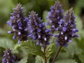 Bugleweed (Lycopus virginicus) Royalty Free Stock Photo