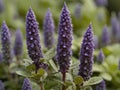 Bugleweed (Lycopus virginicus) in the garden