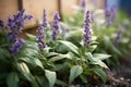 bugleweed plant with purple flowers thriving in shade