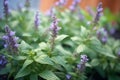 bugleweed plant with purple flowers thriving in shade