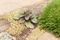 Bugleweed (Ajuga reptans Purpurea) bush with colorful leaves