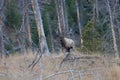 Bugling Bull Elk Royalty Free Stock Photo
