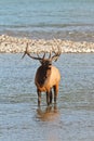 Bugling bull elk, cervus canadensis Royalty Free Stock Photo