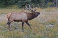 Bugling bull elk, cervus canadensis Royalty Free Stock Photo