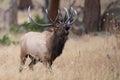 Bugling bull elk charging another bull