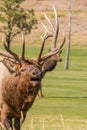 Bugling Bull Elk Close Up Royalty Free Stock Photo