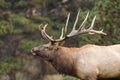 Bugling Bull Elk Close Up Royalty Free Stock Photo