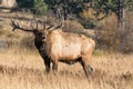 Bugling Bull Elk