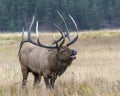 Bugling Bull Elk in the Rocky Mountains Royalty Free Stock Photo
