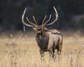 Bugling Bull Elk in the Rocky Mountains Royalty Free Stock Photo